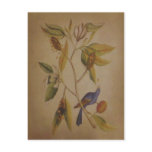 Blue Bird ~ Postcard / Invitation