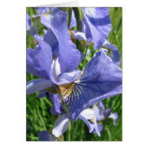 Blue Blue Irises Greeting Cards