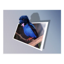 Blue boodle "Out of bounds" postcard