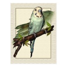 Blue Budgie Art Postcard