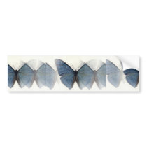 Blue Butterfly