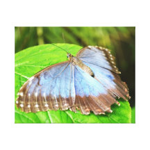 Blue Butterfly Canvas Print