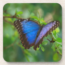 Blue Butterfly Beverage Coaster