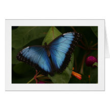 Blue Butterfly Greeting Card