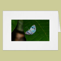 Blue butterfly cards