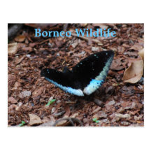 Blue Butterfly in Borneo Postcard