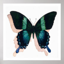 "Blue Butterfly" Insect Watercolor Art Print