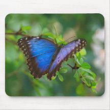 Blue Butterfly Mousepads