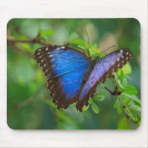 Blue Butterfly Mousepads