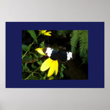 Blue Butterfly on Sunflower Poster