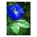 Blue Butterfly Pea Blossom Greeting Card