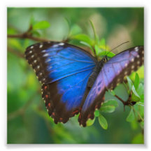 Blue Butterfly Photo Art