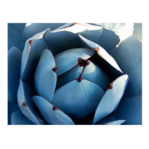 Blue Cactus Postcard