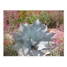 Blue cactus postcards