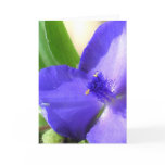 Blue Card
