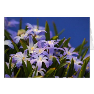 Blue chionodoxa greeting card by tristana