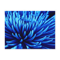 Blue Chrysanthemum flower art postcard postcards