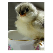Blue Cochin Chick on Teacup Post Cards
