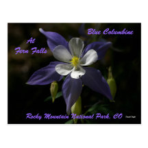 Blue Columbine At Fern Falls Post Cards