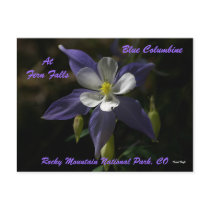 Blue Columbine At Fern Falls Post Cards