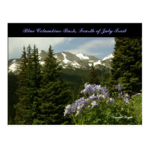 Blue Columbine bush Post Card