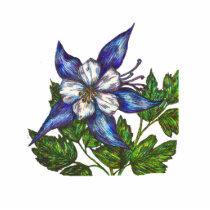 blue columbine