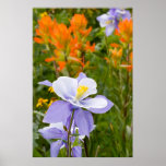Blue Columbine Posters