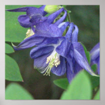 Blue Columbine Print