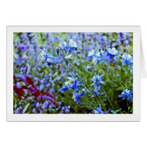 Blue Columbines - Flowers Cards