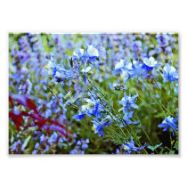 Blue Columbines - Flowers Photographic Print