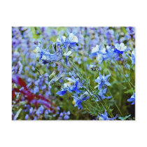 Blue Columbines - Flowers Postcards