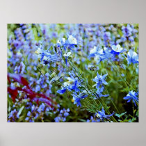 Blue Columbines - Flowers Print