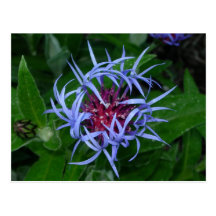 Blue Cornflower Post Card