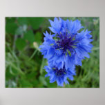 Blue Cornflower Poster