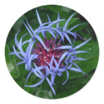 Blue Cornflower sticker