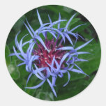 Blue Cornflower sticker