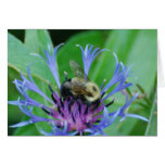 Blue Cornflowers Greeting Card