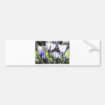 Blue Crocus Painting Bumper Sticker