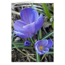 Blue Crocuses Cards