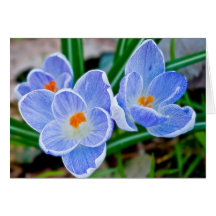 Blue Crocuses Greeting Card