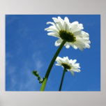 Blue Daisy 29.67" x 23.74" Huge Print