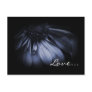 Blue Daisy Flower Love Postcards