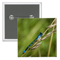Blue Damselfly macro buttons
