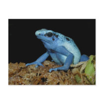 Blue Dart Frog (Dendrobates azureus).jpg Post Cards