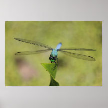 Blue Dasher Bokeh Posters