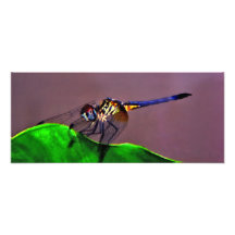 Blue Dasher. Photographic Print