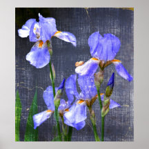 Blue Day Irises Poster