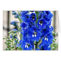 Blue Delphinium Greeting Cards