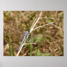 Blue Dragon Fly Poster 2