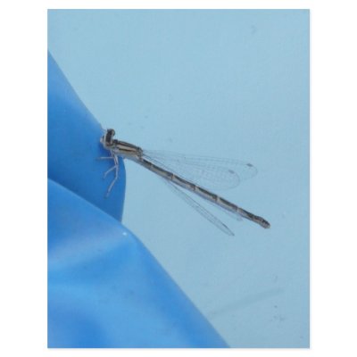 blue dragonfly custom letterhead by pinkypetals